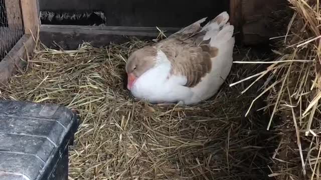 Bert and Wheezy get an Easter surprise.