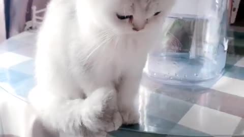 The cat is free and erratic; Vanishing confusion