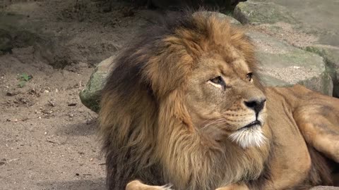 wild animal. #lion