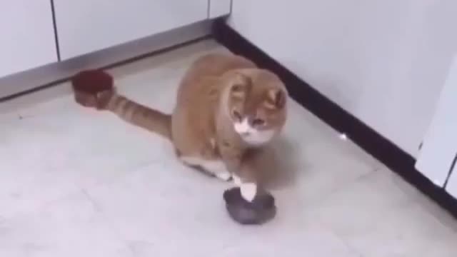 Cat Funny Video