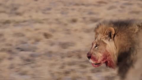 Blood on Lion Face