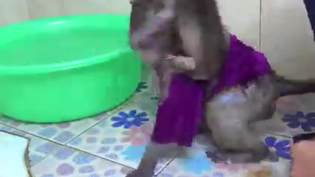 The monkey take a bath on a skill child.don't mis this amazing video