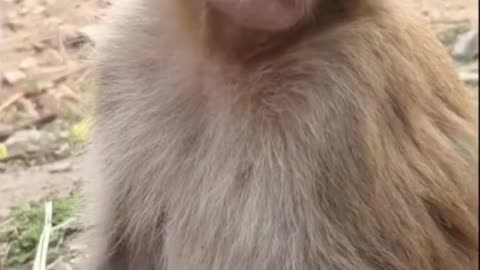 Monkey Sleeping Funny Video🤣😂😀