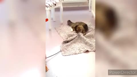 Cute funny animals. REALLY CUTE