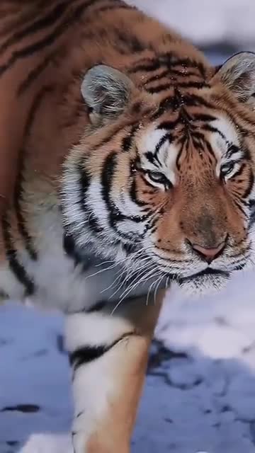 A nice Tigger🐅🐅🐅