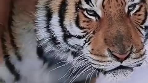 A nice Tigger🐅🐅🐅