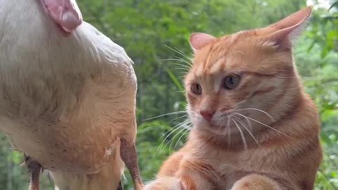 Duck and cat funny since! Funny duck and cat .