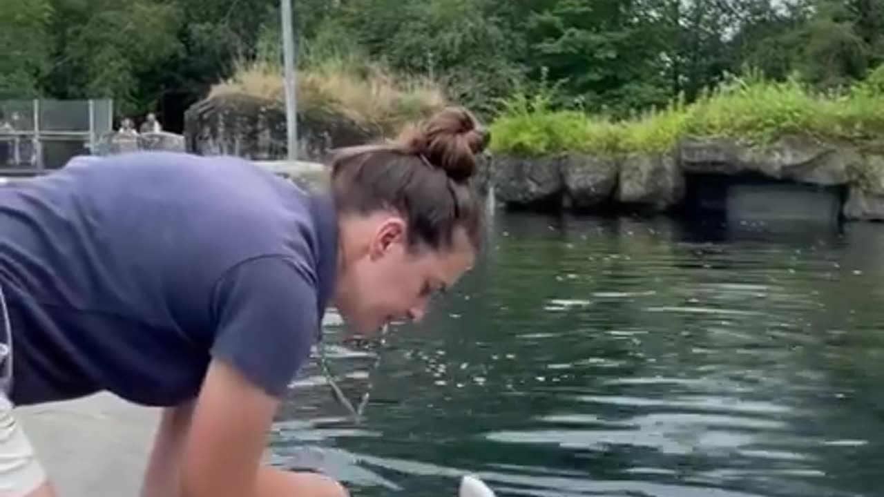 This rescue beluga whale is the cutest! Like a cartoon!😂