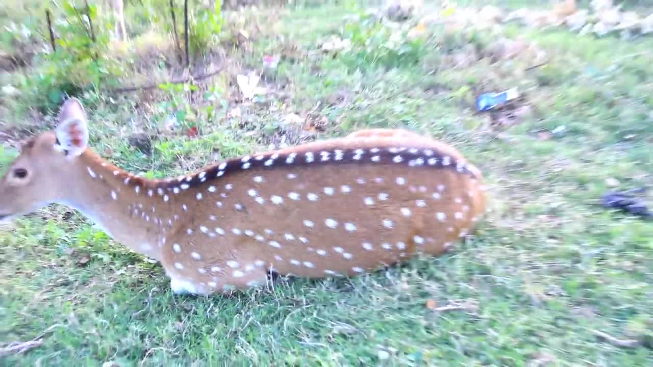 Deer In Nature world