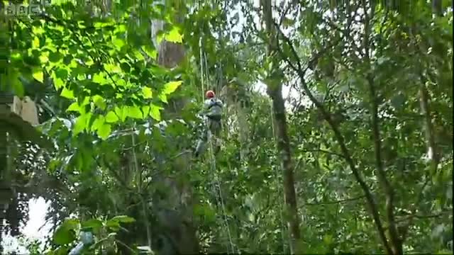 Inside a Harpy Eagle Nest | Ultimate Killers | BBC Earth