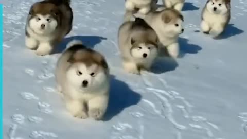 Happy snowballs puppies :D