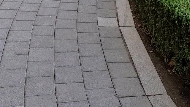 a cat that takes a walk every day