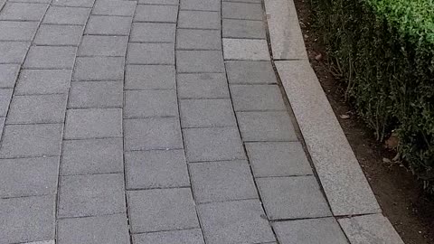 a cat that takes a walk every day