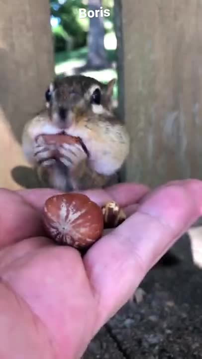 Cute chipmunk eats nuts from my hand