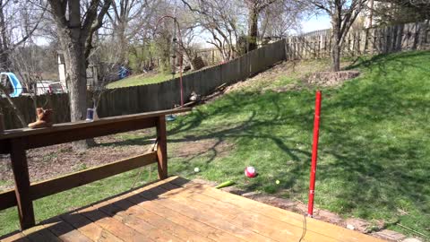 Happy Kid Playing in Back Yard with Dog! So Fun Kid Videos!