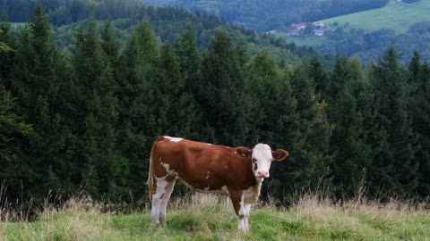 Jersey cow 🐄 || Fresh milk || 🍶🍶🥛🍼