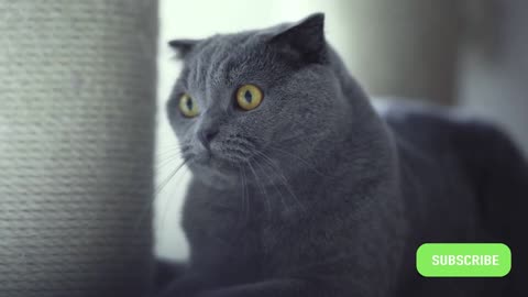 Cute Cat Reaction | Funny Cat | Pet Family