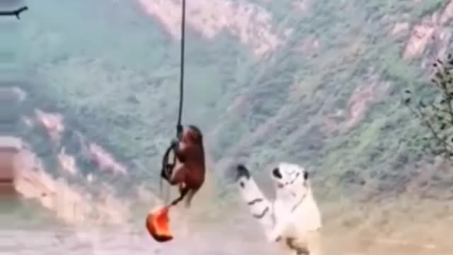 Monkey was tiger