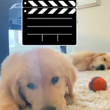 Dance play. cute dog. Music. howling.