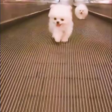 Cut Puppy Little Dog