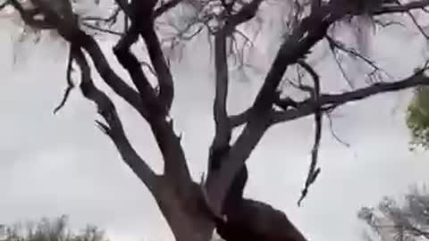 Elephant destroys Tree Elephant vs Tree#shorts