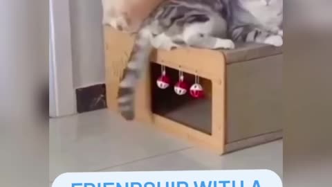 Cat and Dog Funny video || Comedy Videos