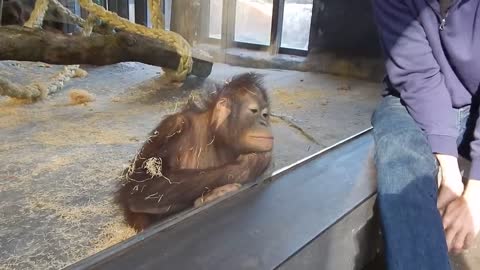 Monkey Sees A Magic Trick