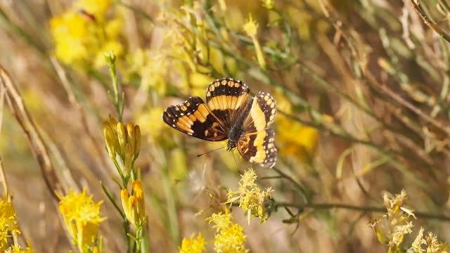 A butterfly flies over trees with special care