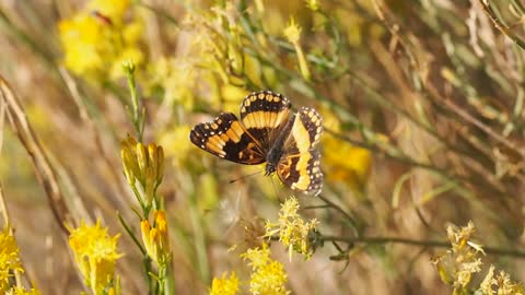 A butterfly flies over trees with special care