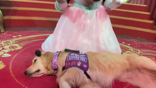 Service Dog Meets Minnie