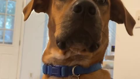 Dog Finds Out He's Adopted