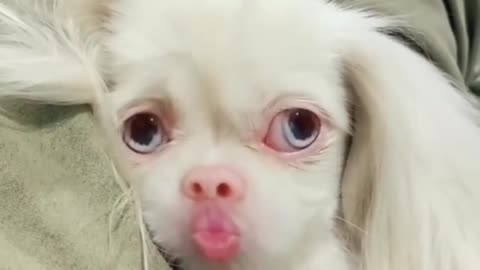 Cute puppy trying to kiss 💋