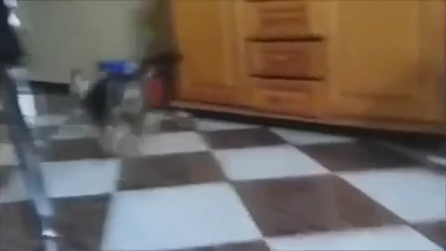 Cat Dog Funny Drift