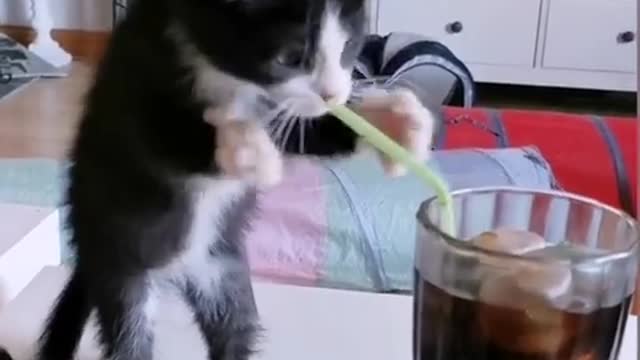 Kitten Tries to drink soda with straw fun