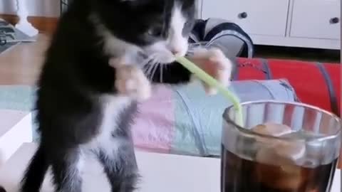 Kitten Tries to drink soda with straw fun