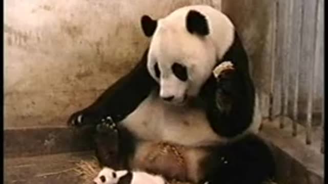 The Panda In A Shock Fun Video