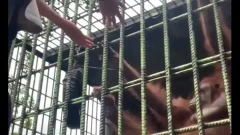 Orangutan attack