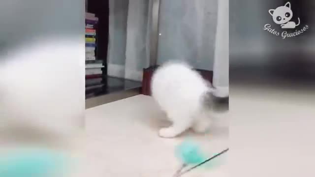 Funny cats! uwu