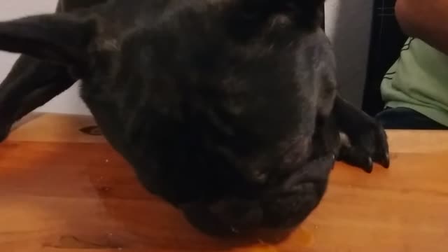 French Bulldog "Blacky" 🐶 is eating egg🥚 for breakfast😍