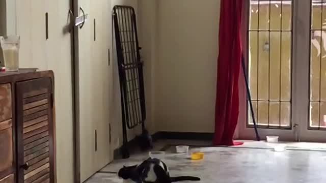 Two cats jump back black toy ball slow motion