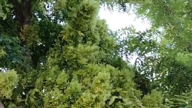 The tree is tall and thick