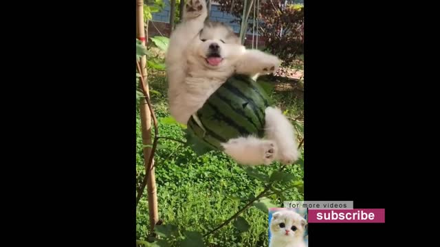 Cute Animals Funny Compilation #1