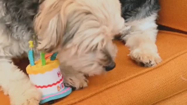dogs #my pets
