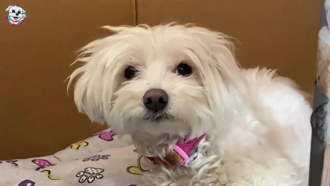MY DOG GETS VERY SICK !! He has 40º of FEVER! 🤒🐶Anima Dogs