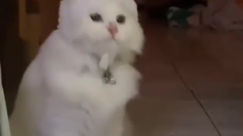 Cute cat eat food and playing play video and enjoy