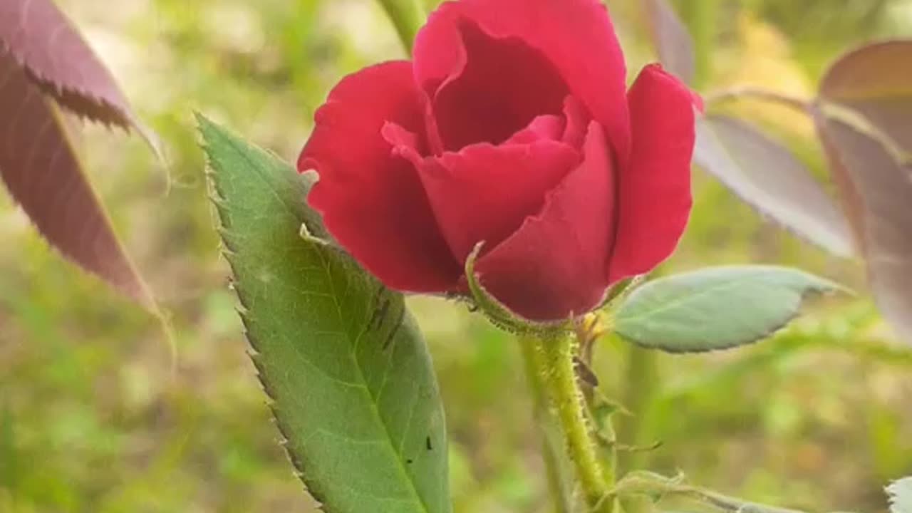 Nature Video Beautiful Flowers Video