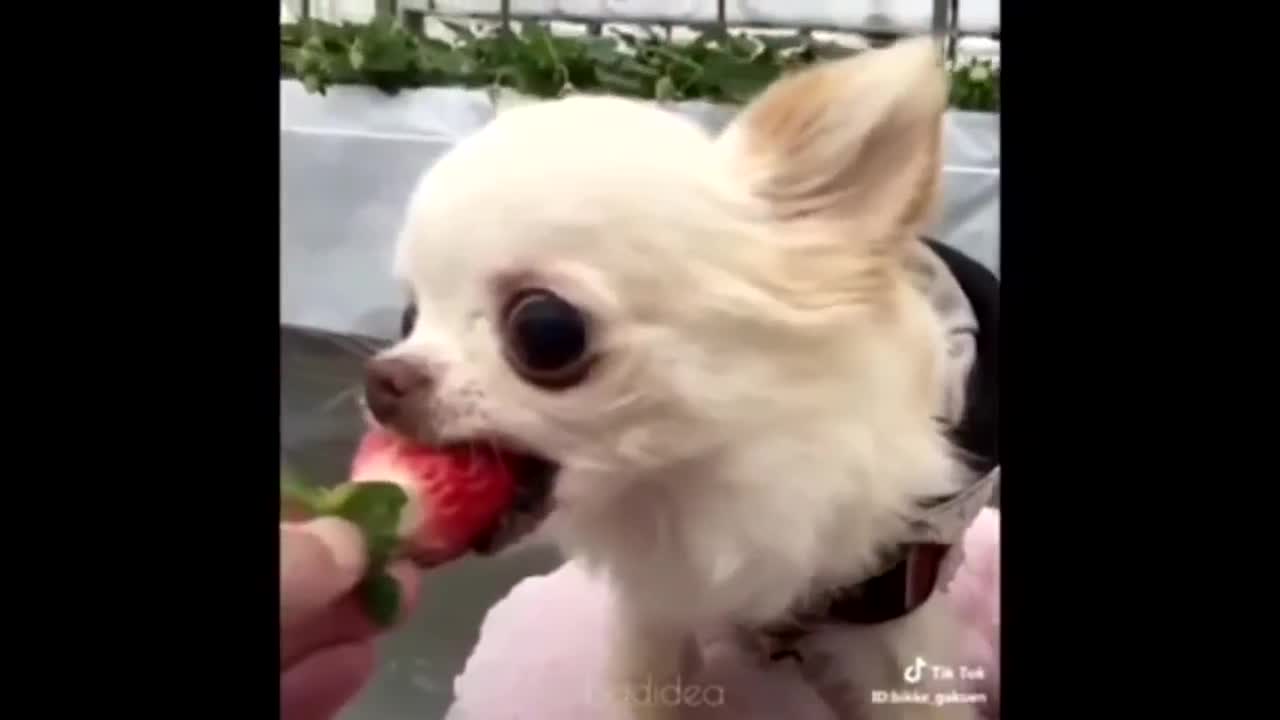 Funny moments whith animal.TOP 10