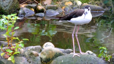 Black-Necked Bird Spotted Inside Lake