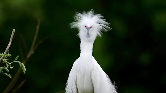 Beautiful Bird Dance