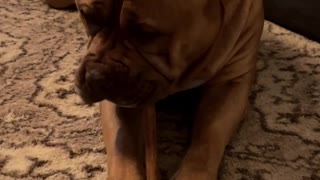 MASSIVE Pit Bull gets his favorite treat “bully stick” 🦁🦴😋